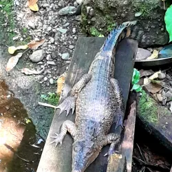 Rainforest Hiking Trails - Amau