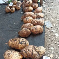 Boroko Market - Boroko