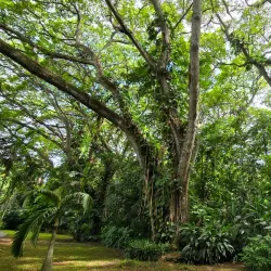 Port Moresby Nature Park - Boroko