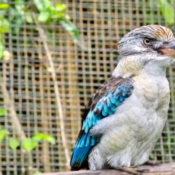 Port Moresby Nature Park - Boroko