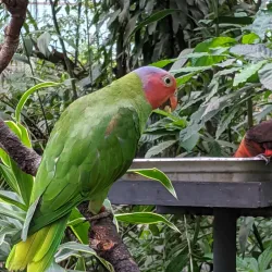 Port Moresby Nature Park - Boroko