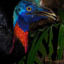 Port Moresby Nature Park - Boroko