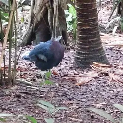 Port Moresby Nature Park - Boroko