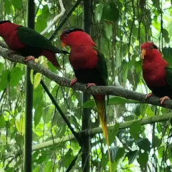 Port Moresby Nature Park - Boroko