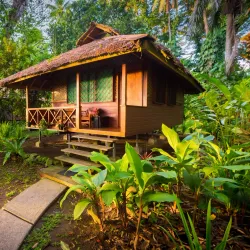 New Britain Rainforest - Kimbe