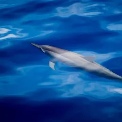 Walindi Plantation Resort - Kimbe