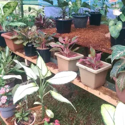 Botanical Gardens Lae - Lae