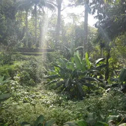 Botanical Gardens Lae - Lae