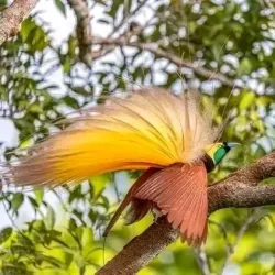 Popondetta Market - Popondetta