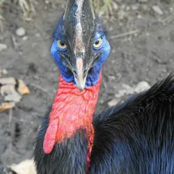 Adventure Park PNG - Port Moresby