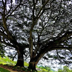 Bomana War Cemetery - Port Moresby