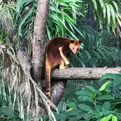 Port Moresby Nature Park - Port Moresby