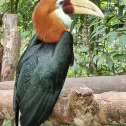 Port Moresby Nature Park - Port Moresby