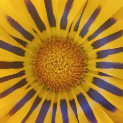 Bella Vista Cultural Center - Bella Vista