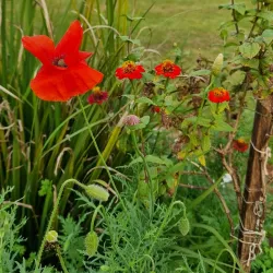 Bella Vista Municipal Park - Bella Vista