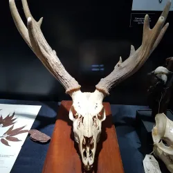 Museo de la Tierra Guaraní - Ciudad del Este