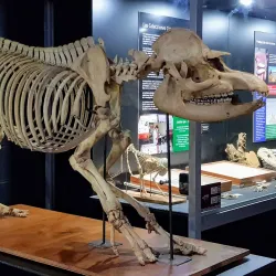 Museo de la Tierra Guaraní - Ciudad del Este