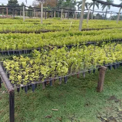 Ruta de la Yerba Mate - Coronel Oviedo