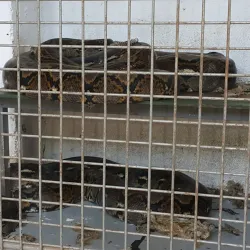 La Mburicaó Zoo - Encarnacion