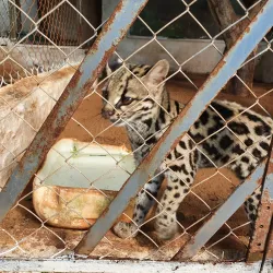 La Mburicaó Zoo - Encarnacion