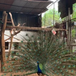 La Mburicaó Zoo - Encarnacion