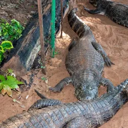 La Mburicaó Zoo - Encarnacion