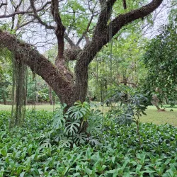 Parque de la Salud - Luque