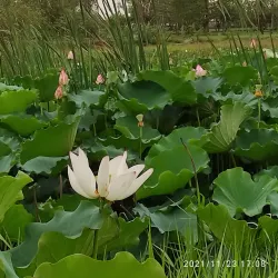 Parque Ñu Guasu - Luque