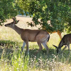 Nearby Hiking Trails - San Antonio