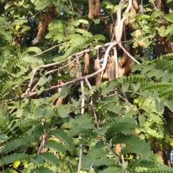 Artesanía Local - San Pedro de Ycuamandiyú