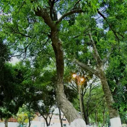 Plaza de Villa Elisa - Villa Elisa