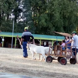 Parque Municipal de Villarrica - Villarrica