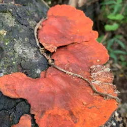 Parque Nacional Caazapá - Villarrica