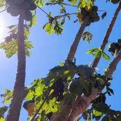 Parque Nacional Caazapá - Villarrica
