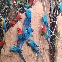 Collpa de Guacamayos (Macaw Clay Lick) - Puerto Maldonado