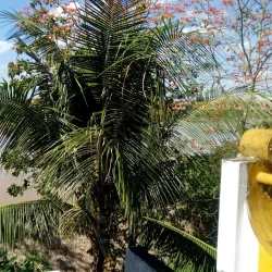 Madre de Dios River - Puerto Maldonado