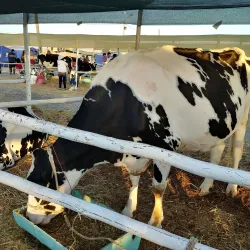 Parque Perú - Tacna