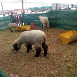 Parque Perú - Tacna
