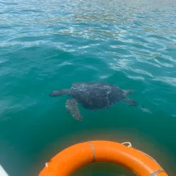 Playa El Ñuro - Talara