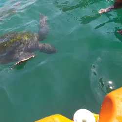 Playa El Ñuro - Talara