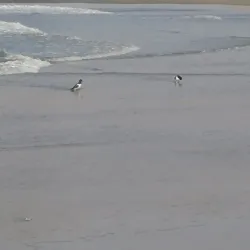 Playa Lobitos - Talara