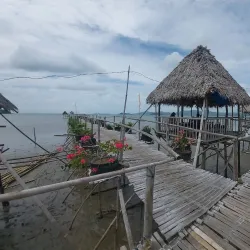 Ajuy Mangrove Forest - Ajuy