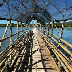 Ajuy Mangrove Forest - Ajuy