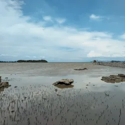 Ajuy Mangrove Forest - Ajuy