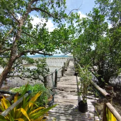 Ajuy Mangrove Forest - Ajuy