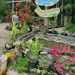 Ajuy Mangrove Forest - Ajuy