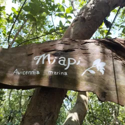 Ajuy Mangrove Forest - Ajuy