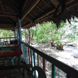 Ajuy Mangrove Forest - Ajuy