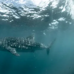 Donsol Whale Shark Interaction - Albay