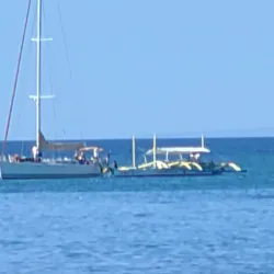 Donsol Whale Shark Interaction - Albay